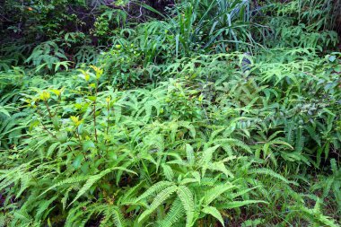 Yağmur ormanı eğrelti otları ile doğal görünümü