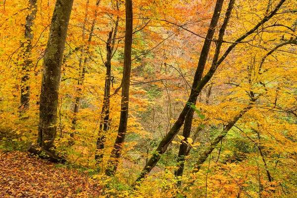 Natursköna landskapet i skogen i höst — Stockfoto