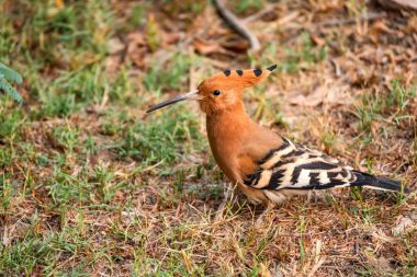 Ortak ibibik veya Upupa epops Hindistan