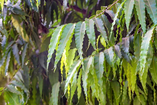 Saraca asoca lub ashoka drzewa z bliska — Zdjęcie stockowe