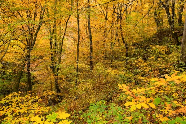 Schilderachtige landschap van bos in herfst — Stockfoto