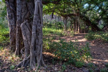 Hint banyan ile orman manzaralı görünüm