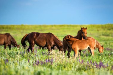 Vahşi atlar yaz otlaklarında otluyor.