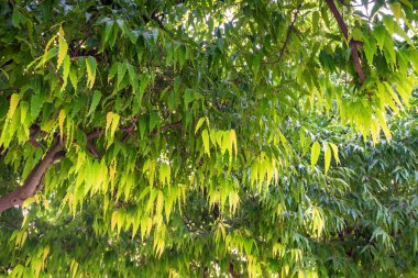 Saraca asoca veya ashoka ağacı yakın çekim