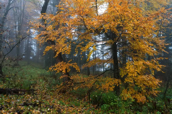 Paisaje escénico del bosque en otoño y árbol solitario — Foto de Stock