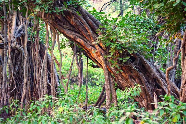 Vista panorámica de la selva con el banyan indio — Foto de Stock