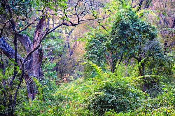 Malowniczy widok na dżunglę w Ranthambore — Zdjęcie stockowe