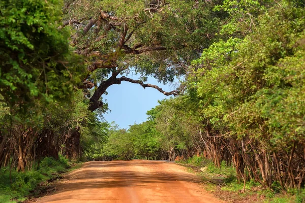 Yala Ulusal Parkı, Sri Lanka — Stok fotoğraf