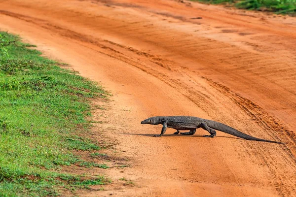 Bengáli varánusz vagy Varanus bengalensis — Stock Fotó