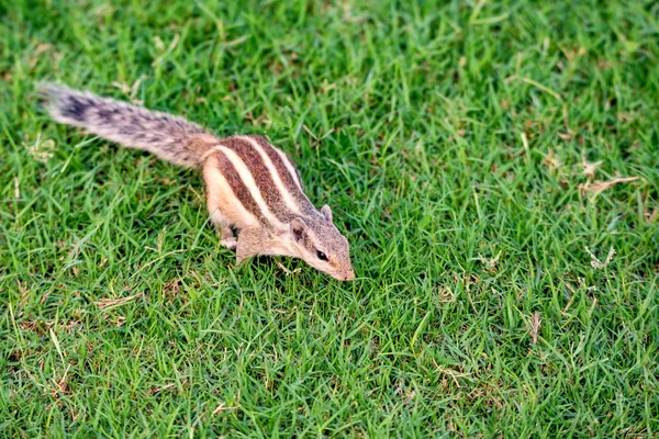 Ardilla de palma del norte o Funambulus pennantii —  Fotos de Stock