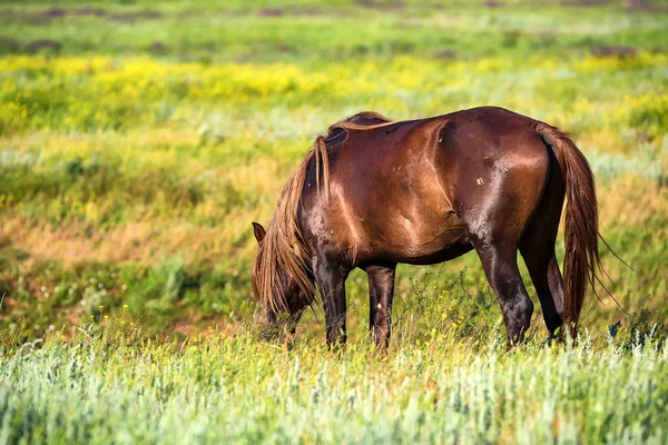 Wild stallion grazing on summer meadow Royalty Free Stock Images