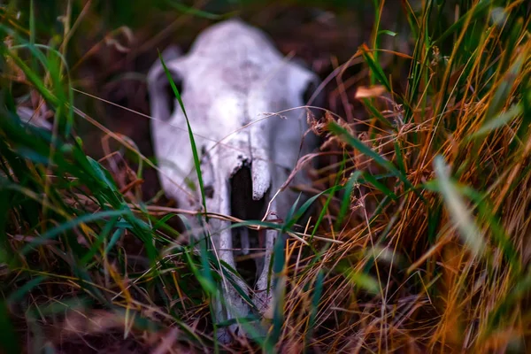 Cráneo de caballo en la hierba de cerca — Foto de Stock