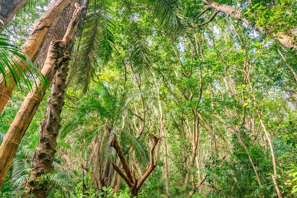 Pemandangan indah hutan dengan telapak tangan — Stok Foto
