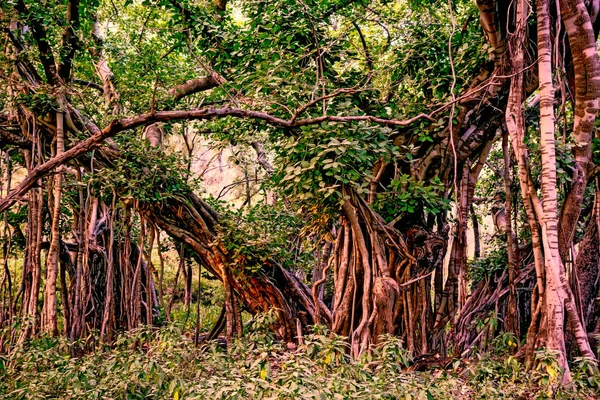 Festői kilátással a dzsungel az indiai banyan — Stock Fotó