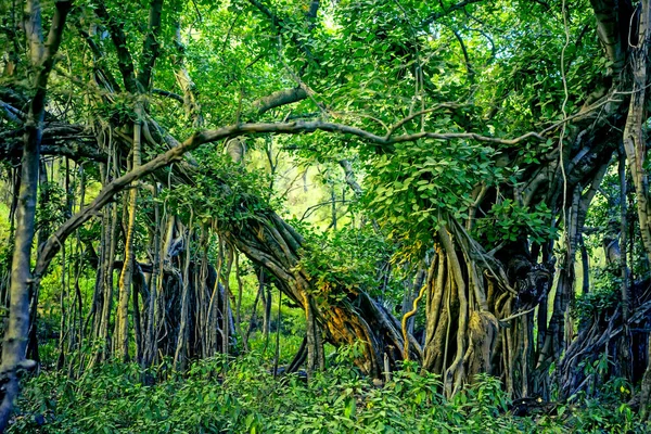 Γραφική θέα του ζούγκλα με ινδική banyan — Φωτογραφία Αρχείου