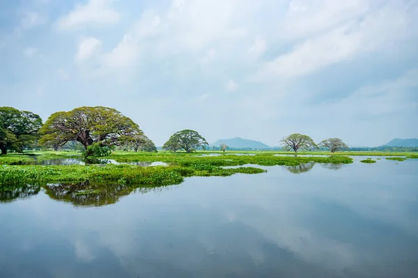 มุมมองที่สวยงามของทะเลสาบเขตร้อนที่มีต้นไม้ในน้ํา — ภาพถ่ายสต็อก