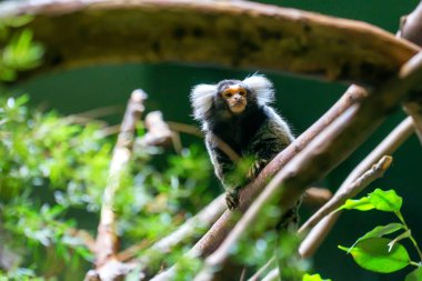 Ortak marmoset veya Callithrix jacchus