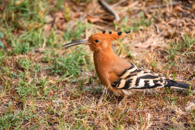 Ortak ibibik veya Upupa epops Hindistan
