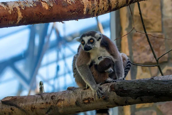 Ring-Tailed Lemur veya Lemur catta — Stok fotoğraf