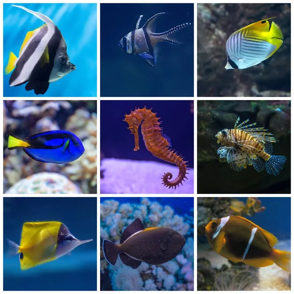 Kolaż podwodnego życia. Zestaw tropikalne ryby — Zdjęcie stockowe