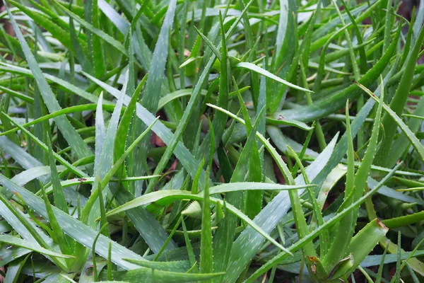 Aloe cultivado em plantação tropical — Fotografia de Stock