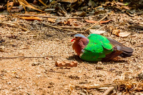 일반적인 에메랄드 비둘기 또는 Chalcophaps indica — 스톡 사진