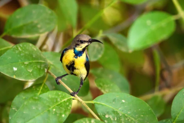 Uccello solare viola o Cinnyris asiaticus — Foto Stock