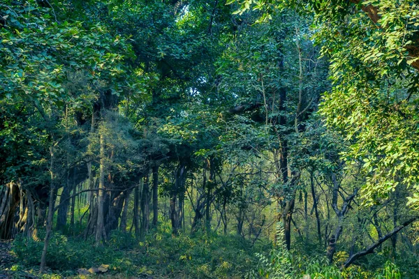 Hint banyan ile orman manzaralı görünüm — Stok fotoğraf