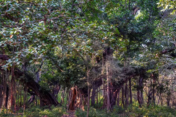インド バンヤンとジャングルの景色 — ストック写真
