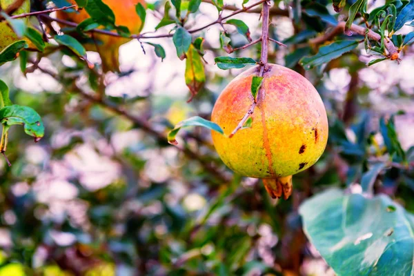 Unripe colorful pomegranate fruit on tree branch — Stock Photo, Image