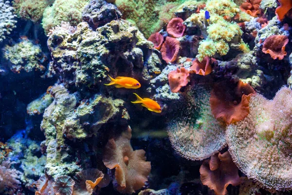 Fragmento de recife de coral colorido — Fotografia de Stock