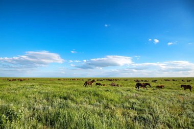 Vahşi atlar yaz otlaklarında otluyor.