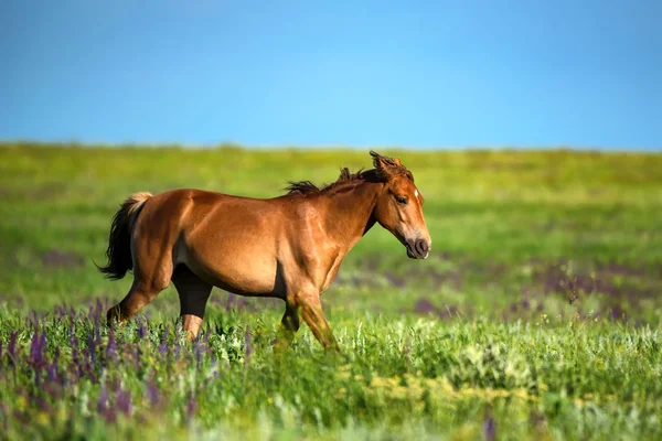 Föl av vilda hästar betar på sommaräng — Stockfoto