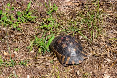 Hermanns kaplumbağa veya Testudo hermanni yerde