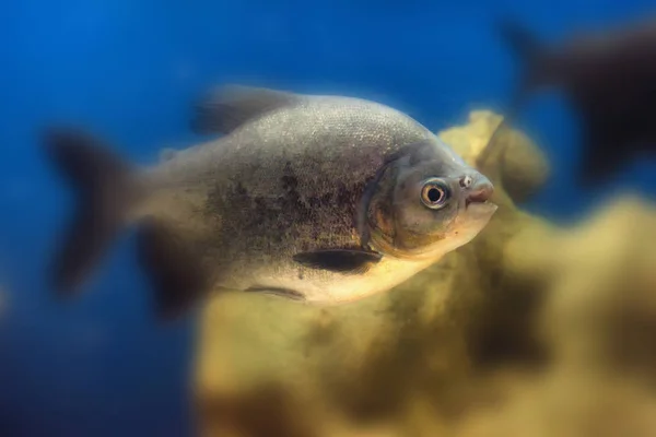 Tambaqui або Colossoma macropomum риби в танк — стокове фото