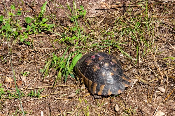 Hermanns Schildkröte oder testudo hermanni auf dem Boden — Stockfoto