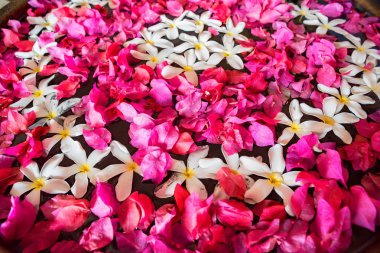 Begonviller ve plumeria çiçekleri kapatın