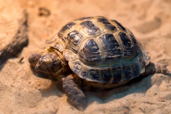 Pequeña tortuga rusa o Agrionemys horsfieldii —  Fotos de Stock