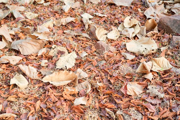 Сухе опале листя на фоні першої осені — стокове фото