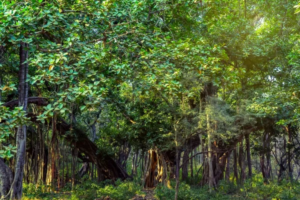 Vista panorâmica da selva com banyan indiano — Fotografia de Stock