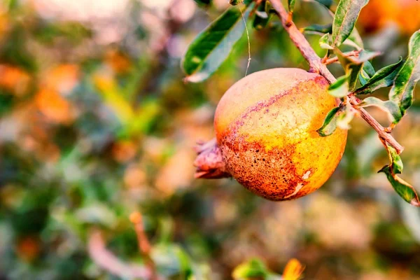 Onrijpe kleurrijke granaatappel vruchten op boomtak — Stockfoto