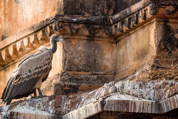 Indian vulture or Gyps indicus — Stock Photo, Image