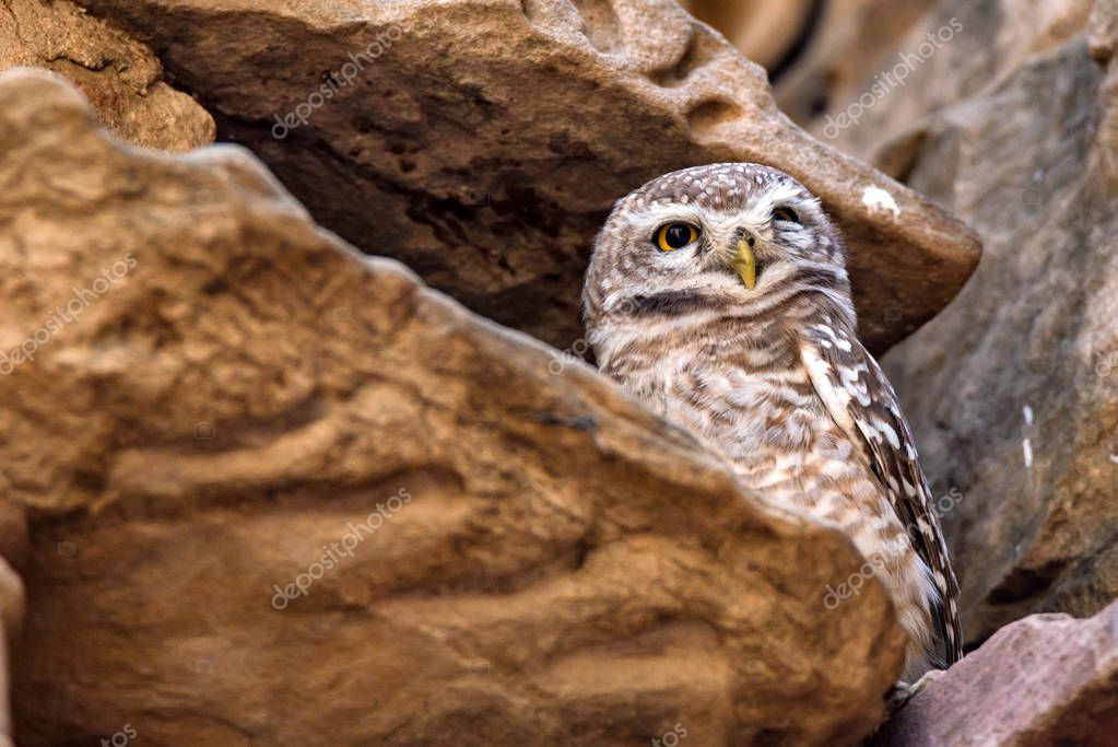 Búho moteado o Athene brama 2022