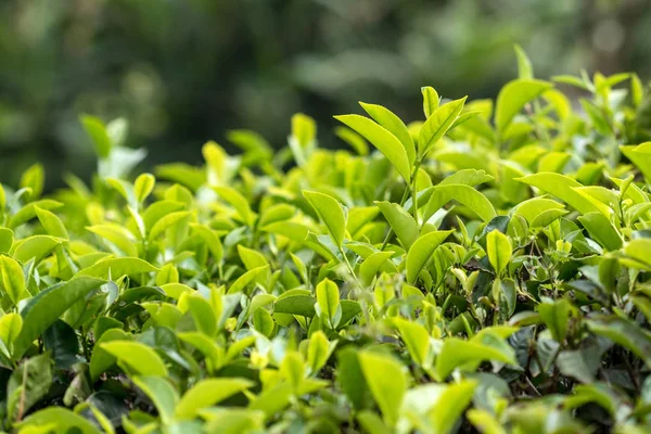 Photo en gros plan de la plante à thé — Photo