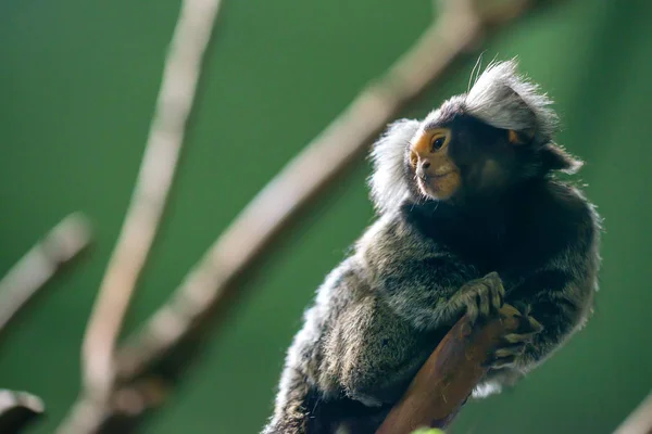 Common marmoset or Callithrix jacchus — Stock Photo, Image