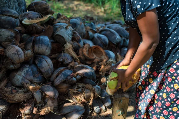 Індійська жінка dehusks кокоси — стокове фото