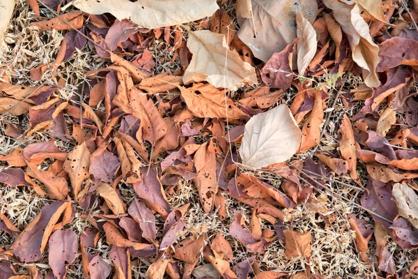 Suche opadłych liści na tle jesiennych ziemi — Zdjęcie stockowe