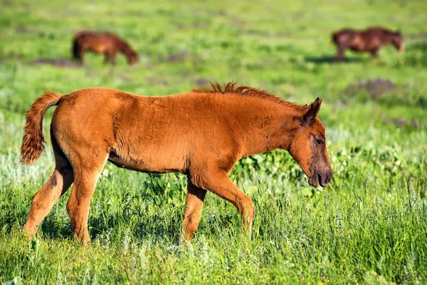 Poulain de chevaux sauvages broutant sur la prairie d'été — Photo