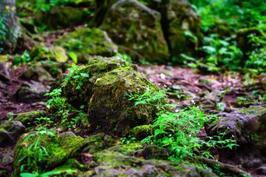 Dağ orman manzaralı görünüm