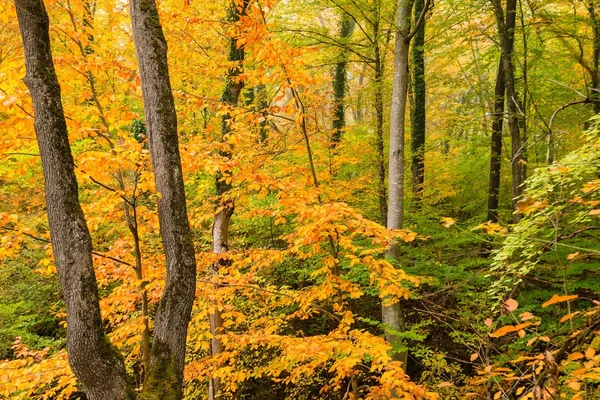 Schilderachtige landschap van bos in herfst — Stockfoto